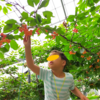 ムーちゃんに会いに山梨へ④　雨の山梨旅行！わくわく観光村でさくらんぼ狩り＆北甲斐道の馬刺し丼＆信玄餅工場テーマパーク！