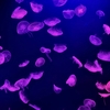 子供にもカップルにも♪「くしろ水族館ぷくぷく」の見どころ【北海道】