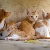 おひとり様の終活・猫おじさんの家、後始末はどうする？