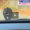 秋田の田んぼに女性遺体　クマ襲撃か、頭や顔引っかかれる