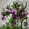 ＊紫色のクリスマスローズ＆イチゴの花