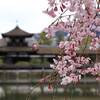 絶景！紅しだれ桜の名所「平安神宮」の見頃は？2025年開花状況と見どころを紹介（京都府京都市左京区）