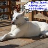 バディはルンルン