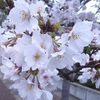 桜　咲きました