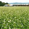 信州伊那谷「赤そばの里」と元気な昆虫たち