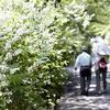 路地に沿い卯の花ならぶ行き止り