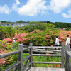八幡つつじ＠那須高原