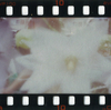 ピンホールカメラ：白桔梗：多重露光