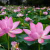 蓮の花は、まだまだ咲き続けます。けれど、果托がめだってきました。