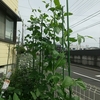 インゲンを摘芯・・・。