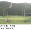 盆栗山の草刈りをしました