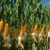 Indian Corn Markets Hinge on MSP Battle