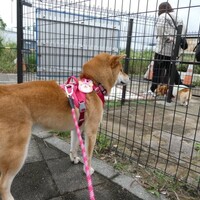 神戸・淡路の旅日記☆番外編　わんこまみれ！幸せだよ　お犬様ファーストの旅💓