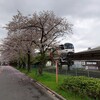 ４月２日（日）に森ヶ崎屋上営巣地整備作業を行いました。