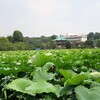 まんぼぅくん、上野の池でふ～