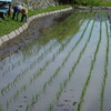 過去最高の出来か？田植え2024