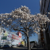 サクラのようす