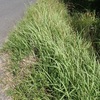久し振りに草刈り　かぶりついて