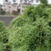 境川の外来植物を気にしながら
