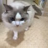 久しぶりに朝に遊んだふくちゃん