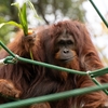 オランウータンに関する雑学！