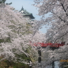弘前城のサクラ