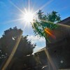 真夏のローズマリー鉢植え管理｜枯らさない置き場所・水やり・剪定のコツ