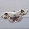 ベランダにいた白い蛾(フタツメオオシロヒメシャク)