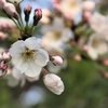 高麗神社の桜とヒトリシズカ