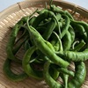 青南蛮と、今日の収穫。
