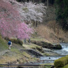 土山鮎河の桜風景その２