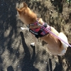 そんなに寒くない、だよ
