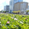 千秋公園の蓮の花をみる