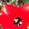 rote tulpe