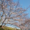 桜は