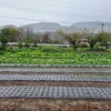 冷雨・ニンニク除草