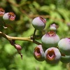 麦生の水は甘いぞ ほっほっ 島でほっ