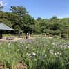 鶴舞公園のハナショウブ