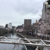 横浜の大岡川の桜