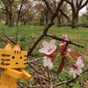 富良野市　桜名所のひとつ、東大演習林の桜公園