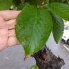 桜散る？　まだ！