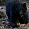 クマと自撮りは危ないですよ、いやマジで：CNN