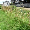 酷暑の中、家庭菜園の草刈り