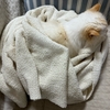 これがしいちゃんの猫用ベッドがわり