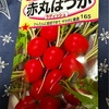 ベランダ菜園2024🥬⑨