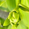 ギボウシの蕾