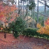 紅葉の湖東から湖北そして甲賀 名著と巡る十一面観音像の旅　その２