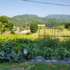 ひまわり🌻畑に鶏糞撒き