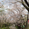 弘法山を桜見ハイキング