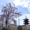 【東寺】不二桜と五重塔の夢競演！仏像の見どころや立体曼荼羅も徹底解説！